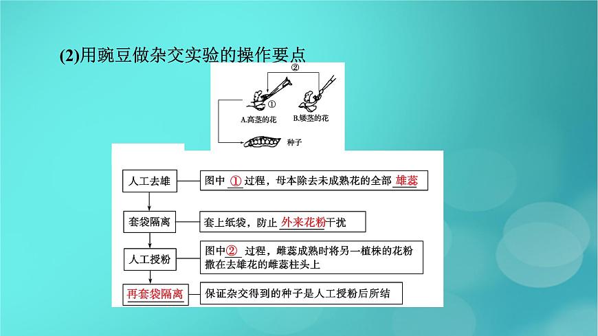 新高考適用2024版高考生物一輪總復(fù)習(xí)必修2遺傳與進(jìn)化第5單元孟德爾定律和伴性遺傳第1講基因的分離定律課件第7頁