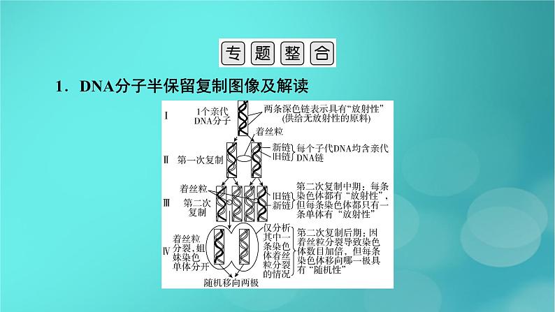 新高考适用2024版高考生物一轮总复习必修2遗传与进化第6单元遗传的分子基础微专题DNA复制与细胞分裂中染色体标记情况的知识整合课件第3页