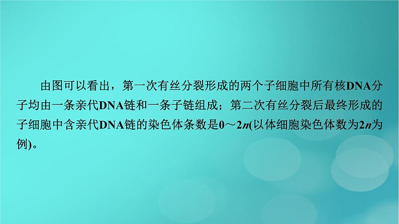 新高考适用2024版高考生物一轮总复习必修2遗传与进化第6单元遗传的分子基础微专题DNA复制与细胞分裂中染色体标记情况的知识整合课件第5页