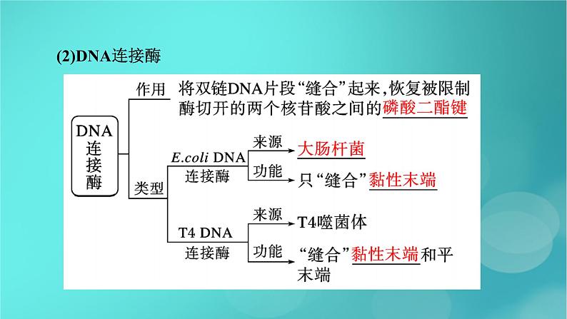 新高考适用2024版高考生物一轮总复习选择性必修3生物与技术第10单元生物技术与工程第5讲基因工程课件第8页