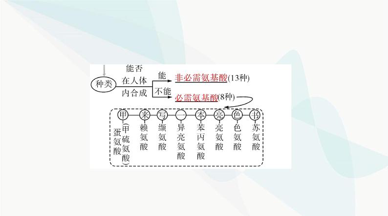 2024年高考生物一轮复习必修1第2章第4、5节蛋白质是生命活动的主要承担者、核酸是遗传信息的携带者课件第3页