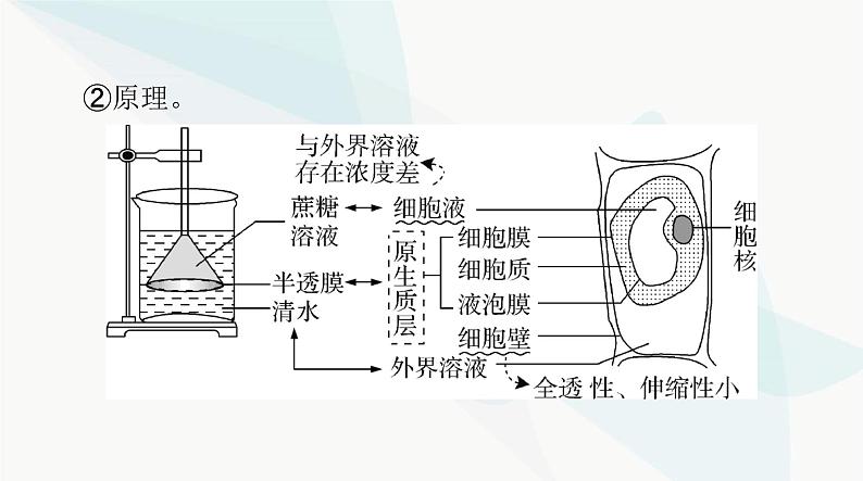 2024年高考生物一轮复习必修1第4章细胞的物质输入和输出课件第5页