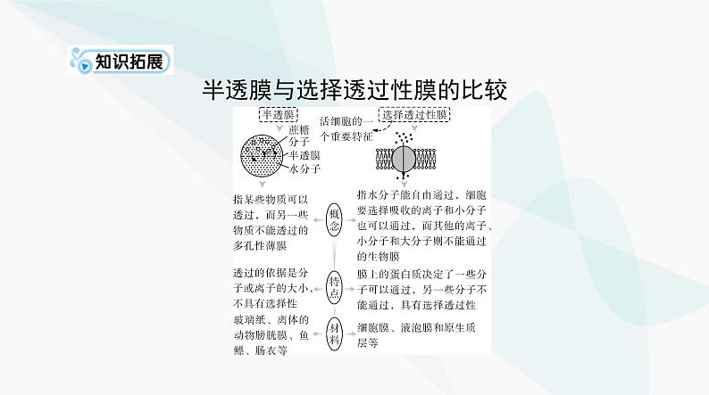 2024年高考生物一轮复习必修1第4章细胞的物质输入和输出课件第7页