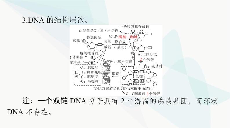 2024年高考生物一轮复习必修2第3章第2、3、4节DNA的结构、DNA的复制及基因通常是有遗传效应的DNA片段课件04