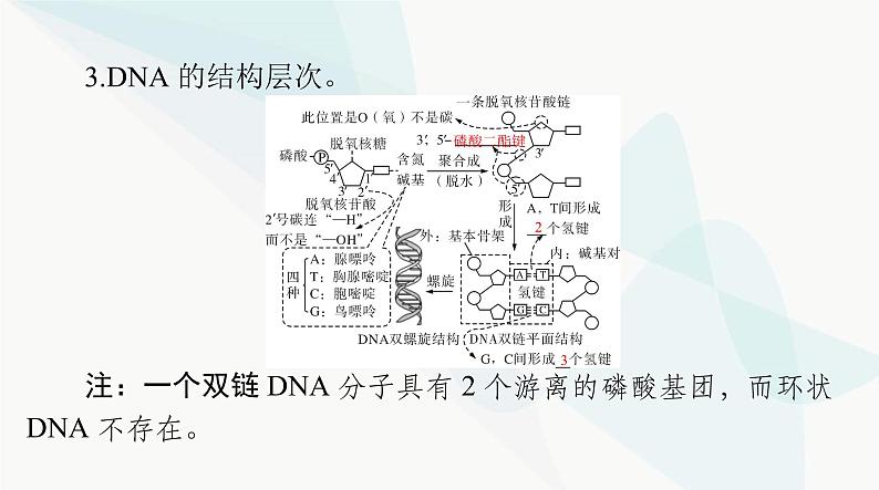 2024年高考生物一轮复习必修2第3章第2、3、4节DNA的结构、DNA的复制及基因通常是有遗传效应的DNA片段课件第4页