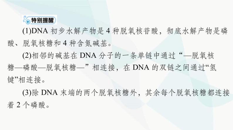 2024年高考生物一轮复习必修2第3章第2、3、4节DNA的结构、DNA的复制及基因通常是有遗传效应的DNA片段课件06