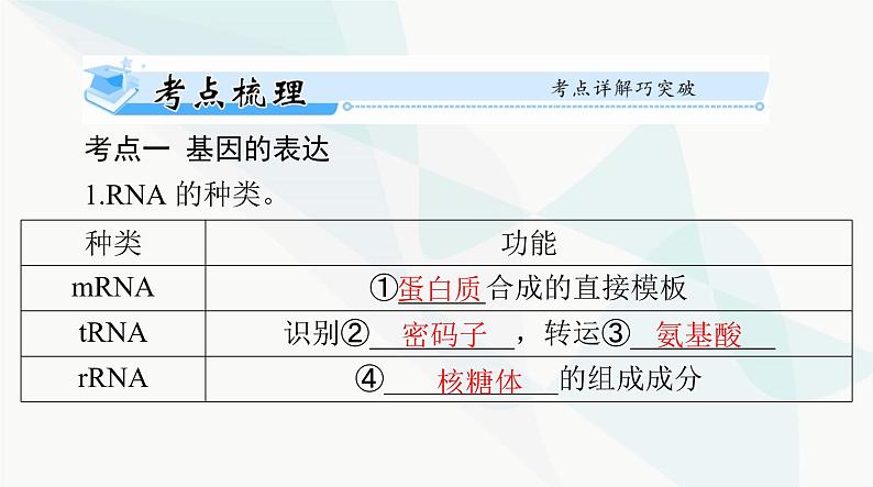 2024年高考生物一轮复习必修2第4章基因的表达课件第3页