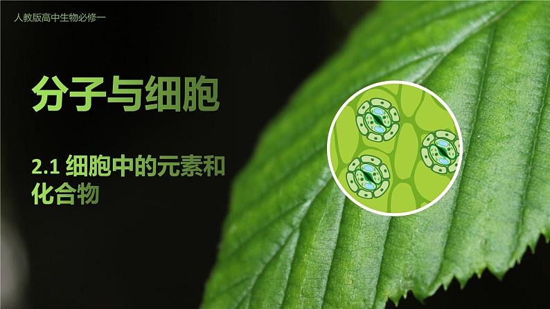 高中生物人教版(2019)必修1第二章2.1《细胞中的元素和化合物》课件第1页