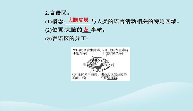 新教材2023高中生物第2章神经调节第5节人脑的高级功能课件新人教版选择性必修104