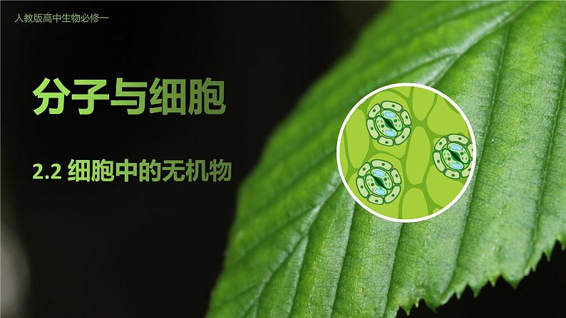 高中生物人教版(2019)必修1第二章2.2《细胞中的无机物》课件+同步练习01