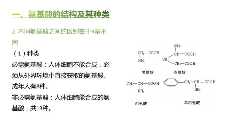 高中生物人教版（2019）必修1第二章2.4《蛋白质是生命活动的主要承担者》课件+同步练习05