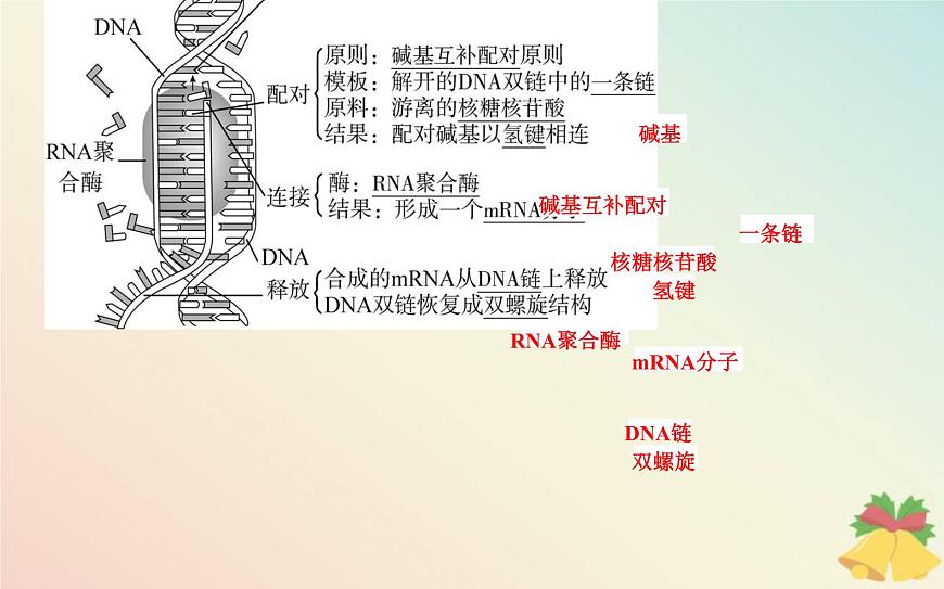 新教材2023高中生物第4章基因的表達(dá)第1節(jié)基因指導(dǎo)蛋白質(zhì)的合成課件新人教版必修2第7頁