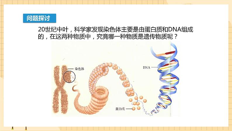 3.1 DNA是主要的遗传物质 课件 人教版生物必修2第2页