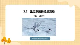 3.2 生态系统的能量流动（第一课时） 课件 人教版生物选择性必修2