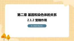 2.1减数分裂和受精作用（第二课时）  课件 新人教版生物必修2