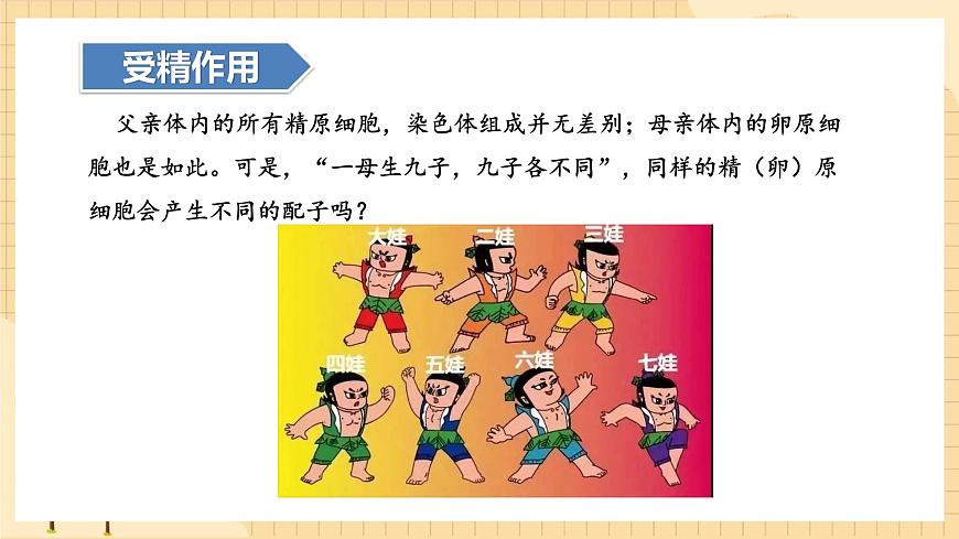 2.1減數(shù)分裂和受精作用（第二課時(shí)）  課件 新人教版生物必修2第3頁(yè)