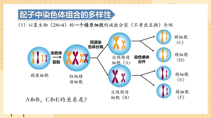 2.1減數(shù)分裂和受精作用（第二課時(shí)）  課件 新人教版生物必修2第4頁(yè)