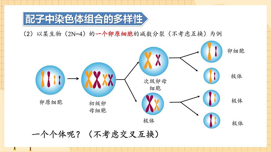 2.1減數(shù)分裂和受精作用（第二課時(shí)）  課件 新人教版生物必修2第6頁(yè)