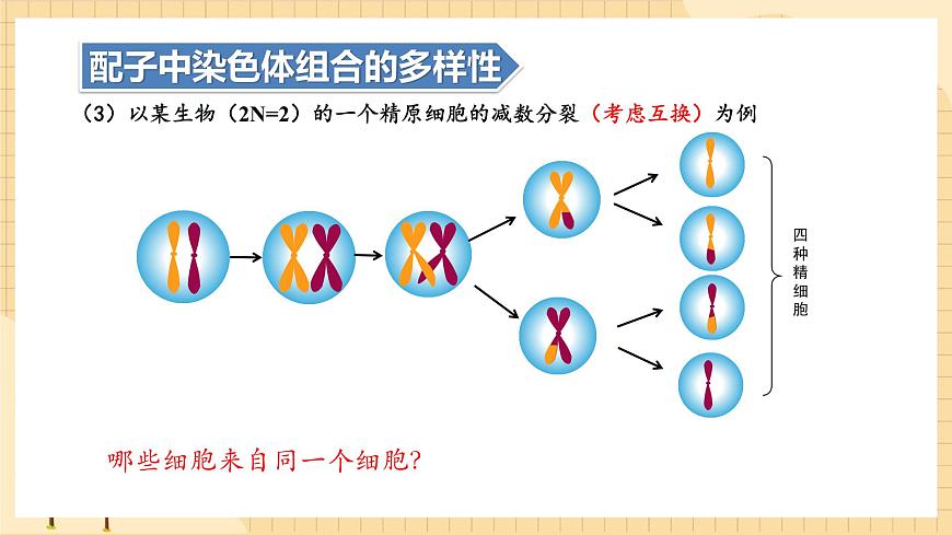 2.1減數(shù)分裂和受精作用（第二課時(shí)）  課件 新人教版生物必修2第8頁(yè)