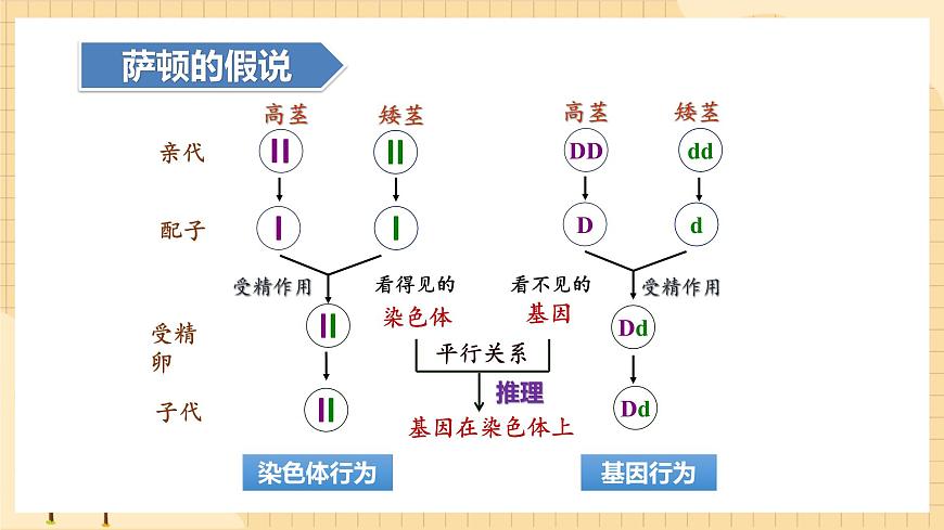 2.2基因在染色體上  課件 新人教版生物必修2第6頁