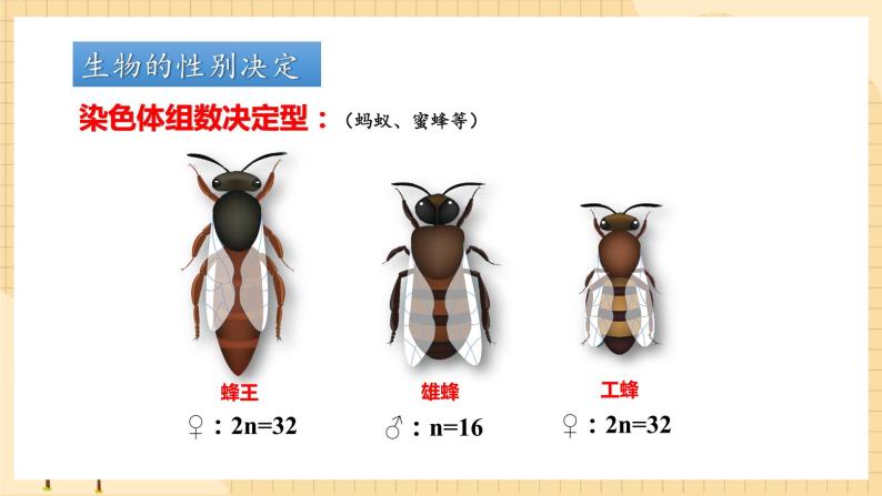 2.3伴性遗传（第二课时）  课件 新人教版生物必修208