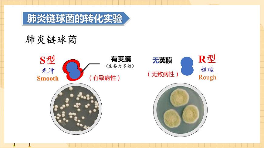 3.1DNA是主要的遺傳物質(第一課時）  課件 新人教版生物必修2第8頁