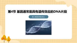 3.4基因通常是有遗传效应的DNA片段  课件 新人教版生物必修2