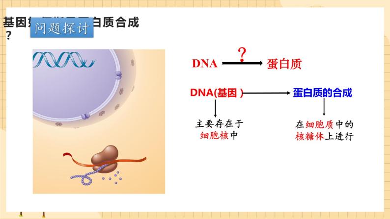 4.1基因指导蛋白质的合成（第一课时）  课件 新人教版生物必修208