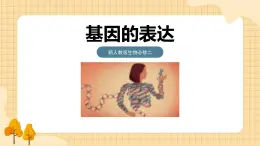 4.2基因表达与性状的关系  课件 新人教版生物必修2