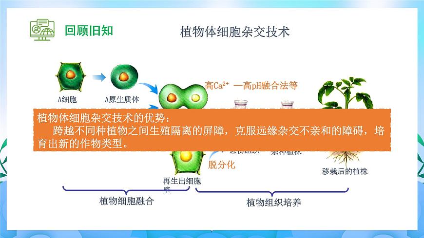 2.2.2 動(dòng)物細(xì)胞融合技術(shù)與單克隆抗體（課件）（人教版2019選擇性必修3-高二生物）第3頁(yè)