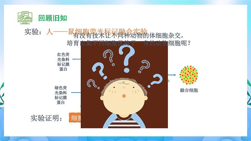 2.2.2 動(dòng)物細(xì)胞融合技術(shù)與單克隆抗體（課件）（人教版2019選擇性必修3-高二生物）第4頁(yè)