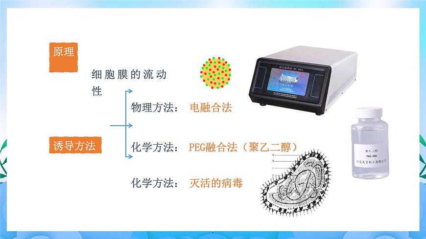 2.2.2 動(dòng)物細(xì)胞融合技術(shù)與單克隆抗體（課件）（人教版2019選擇性必修3-高二生物）第6頁(yè)