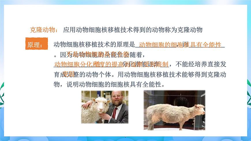 2.2.3 動(dòng)物體細(xì)胞核移植技術(shù)和克隆動(dòng)物（課件）（新人教版2019選擇性必修3-高二生物）第6頁