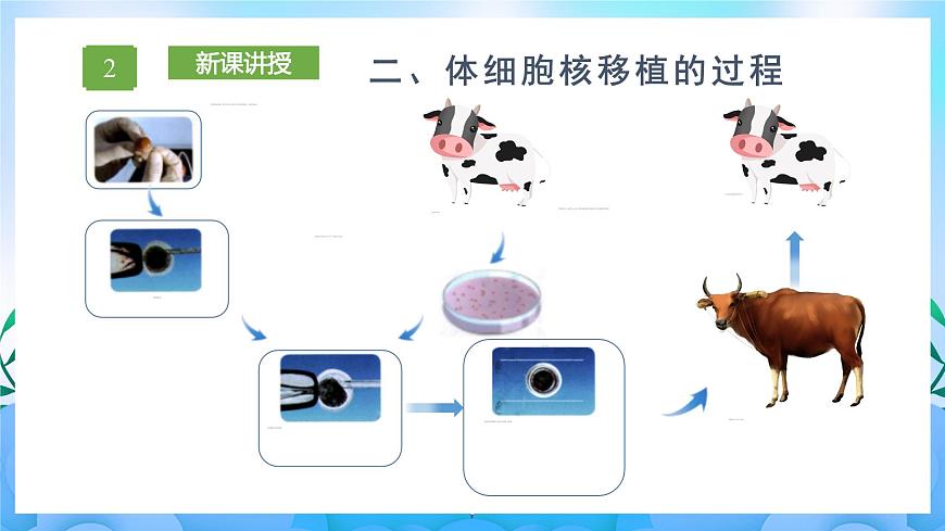 2.2.3 動(dòng)物體細(xì)胞核移植技術(shù)和克隆動(dòng)物（課件）（新人教版2019選擇性必修3-高二生物）第8頁