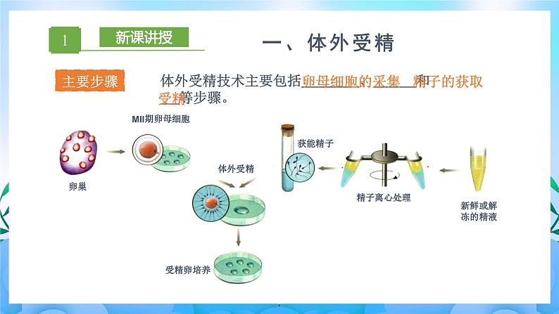 2.3.2 胚胎工程技术及其应用 课件+作业(原卷+解析卷)(新人教版2019选择性必修3-高二生物)05