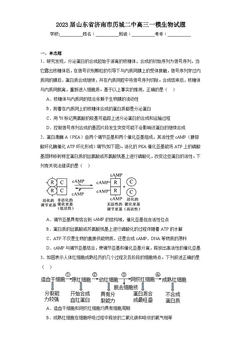 2023届山东省济南市历城二中高三一模生物试题(含解析)第1页