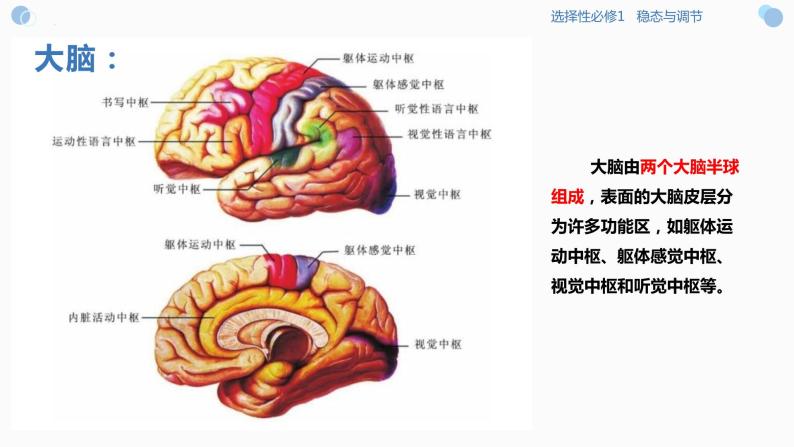 2.4 条件反射是大脑的高级调节功能（课件）-2023-2024高二生物同步精品课堂（沪科版选择性必修1）07