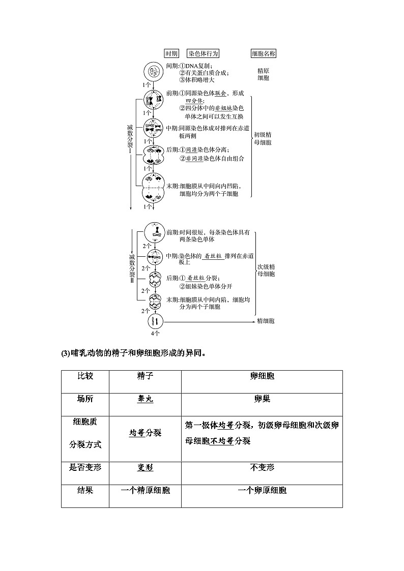 2024届高考生物一轮复习第4单元第12课减数分裂和受精作用学案02