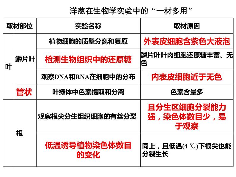 2023届高三生物第一轮复习:观察根尖分生区组织细胞的有丝分裂实验 课件第5页