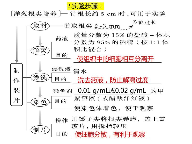 2023届高三生物第一轮复习:观察根尖分生区组织细胞的有丝分裂实验 课件第7页