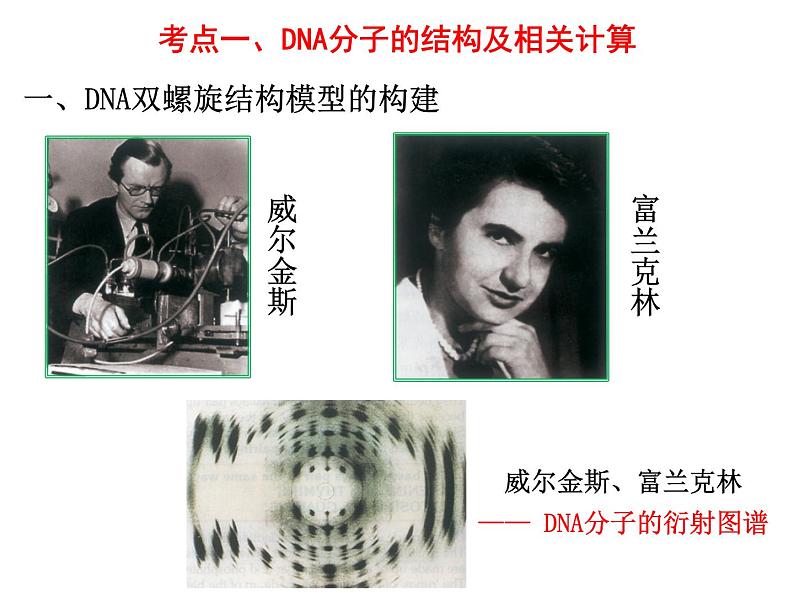 2023届高三生物一轮复习:DNA的结构、复制与基因的本质 课件第2页