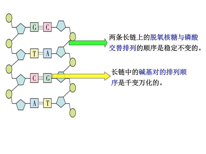 2023届高三生物一轮复习:DNA的结构、复制与基因的本质 课件第7页