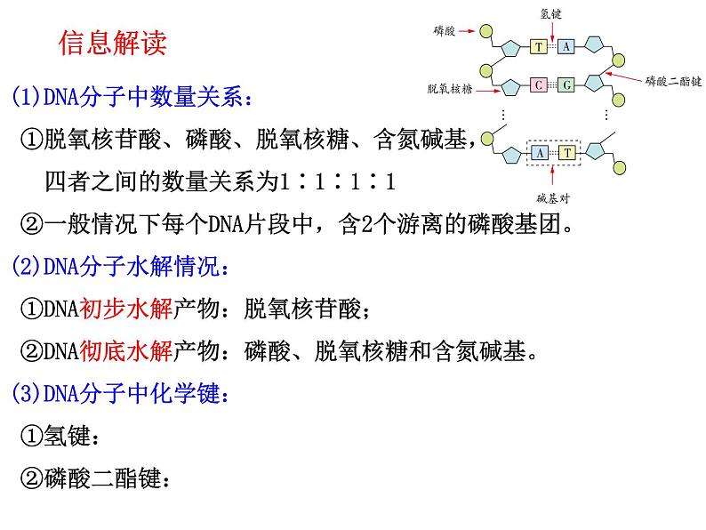 2023届高三生物一轮复习:DNA的结构、复制与基因的本质 课件第8页