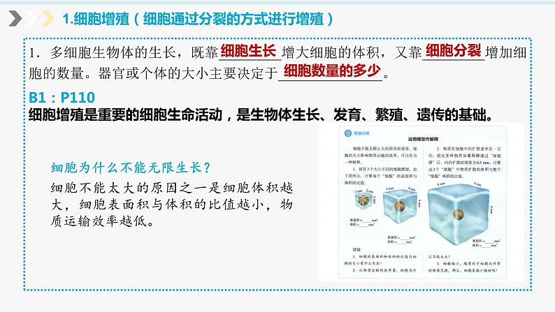 2023届高三生物一轮复习课件:细胞增殖第3页