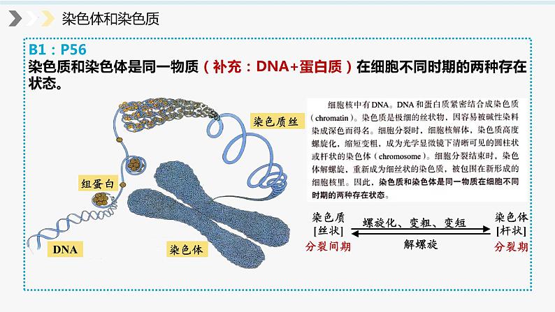 2023届高三生物一轮复习课件:细胞增殖第6页