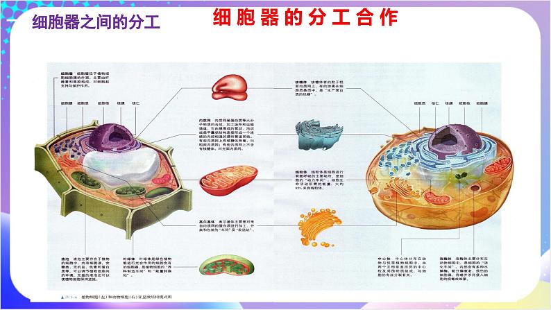 人教版高中生物必修一 3.2《细胞器之间的分工合作》(课件)04