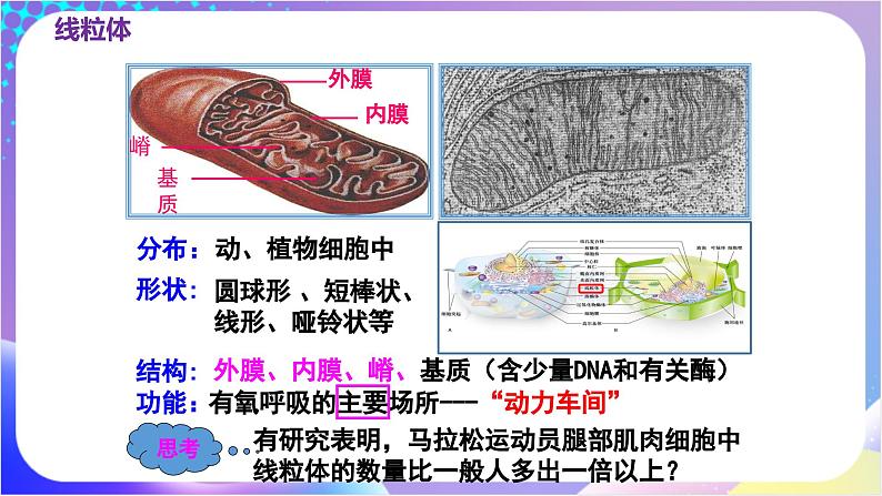 人教版高中生物必修一 3.2《细胞器之间的分工合作》(课件)07