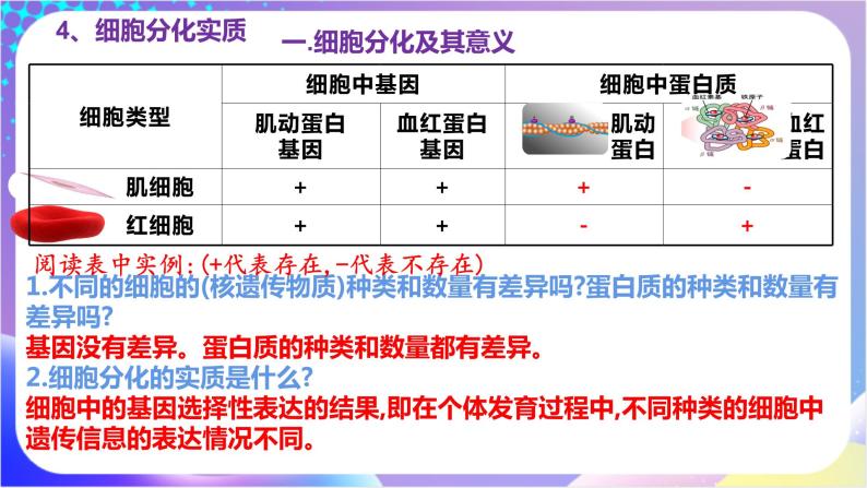 人教版高中生物必修一 6.2 《细胞的分化》(课件)08