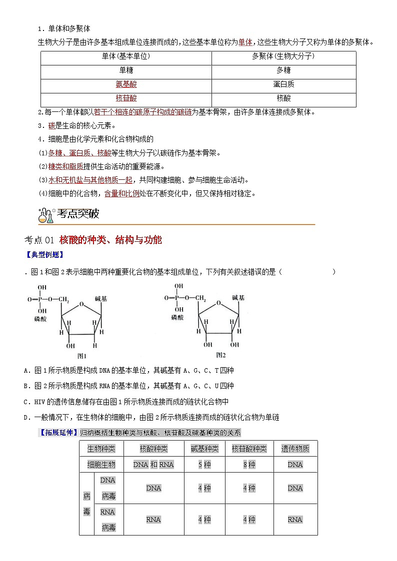 人教版高中 生物(必修一) 同步精品讲义2.5 核酸是遗传信息的携带者(2份打包,原卷版+教师版)02