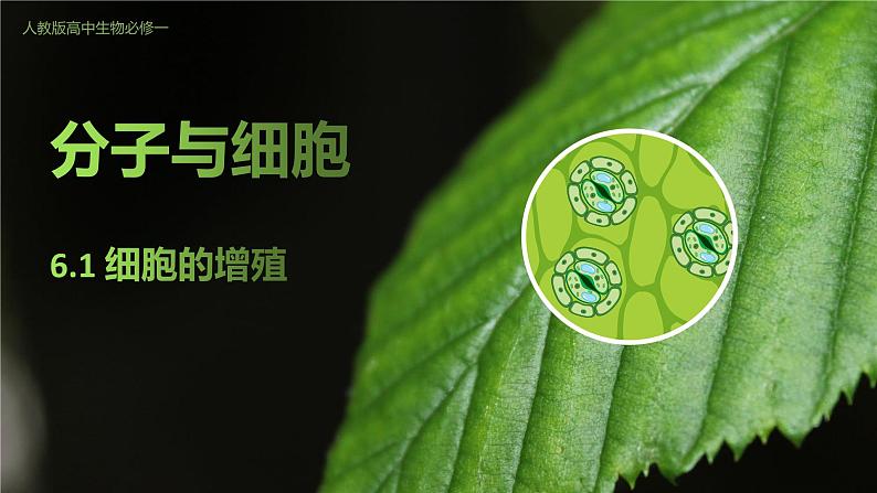 高中生物人教版(2019)必修1第六章6.1《细胞的增殖》课件+同步练习01